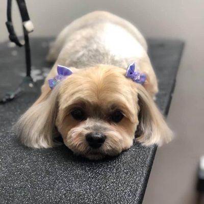 Avatar for Fluffy Divine The Pet Spa