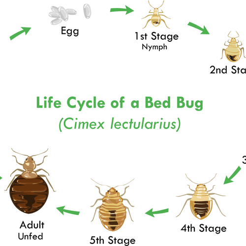 Bed Bug Life Cycle 