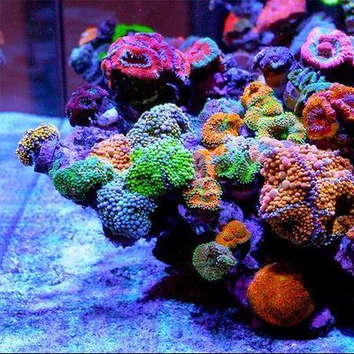 Avatar for Authentic Aquariums and Pondology