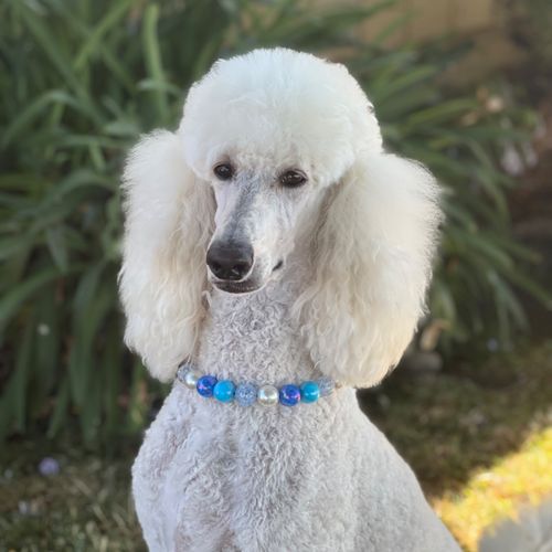 Mollie did a great job on my standard poodle, Doll