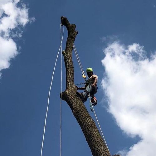 J Salas Tree Service & Landscaping