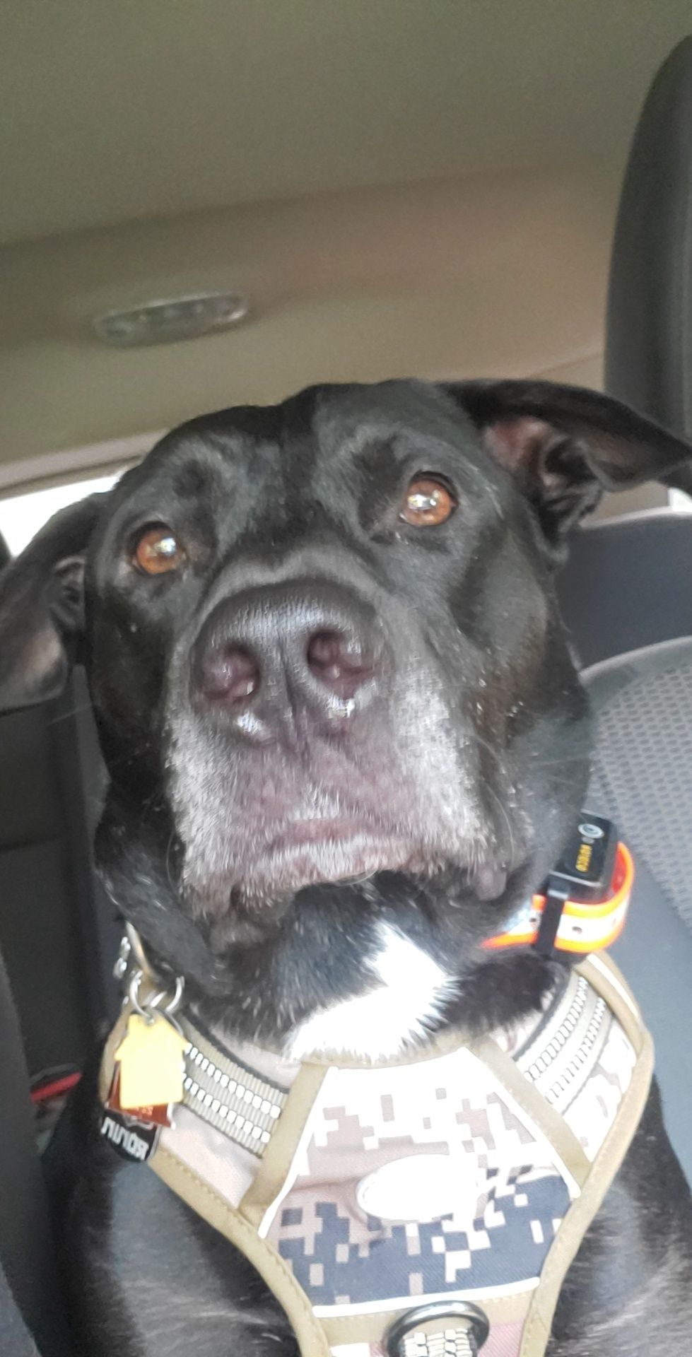 My boy Ronin ♥
