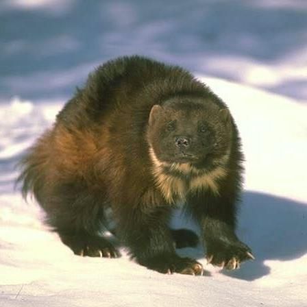 WOLVERINE AIR, Inc.