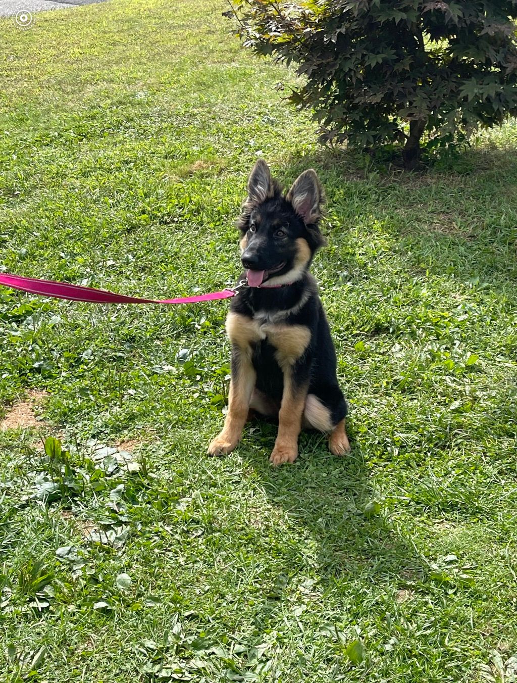 Lucy one of my favorite puppies I love all my guys