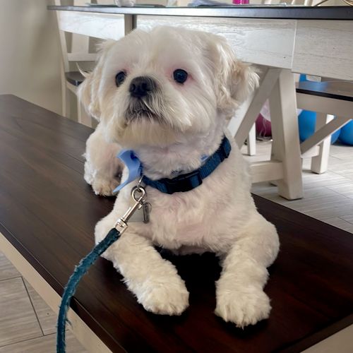 Nikky Pets Mobile Grooming Orlando, FL Thumbtack