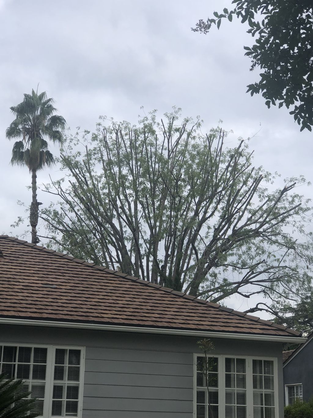 Tree Trimming and Removal