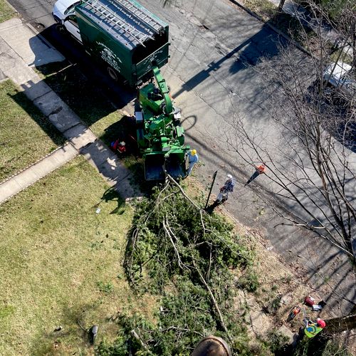 Tree Trimming and Removal