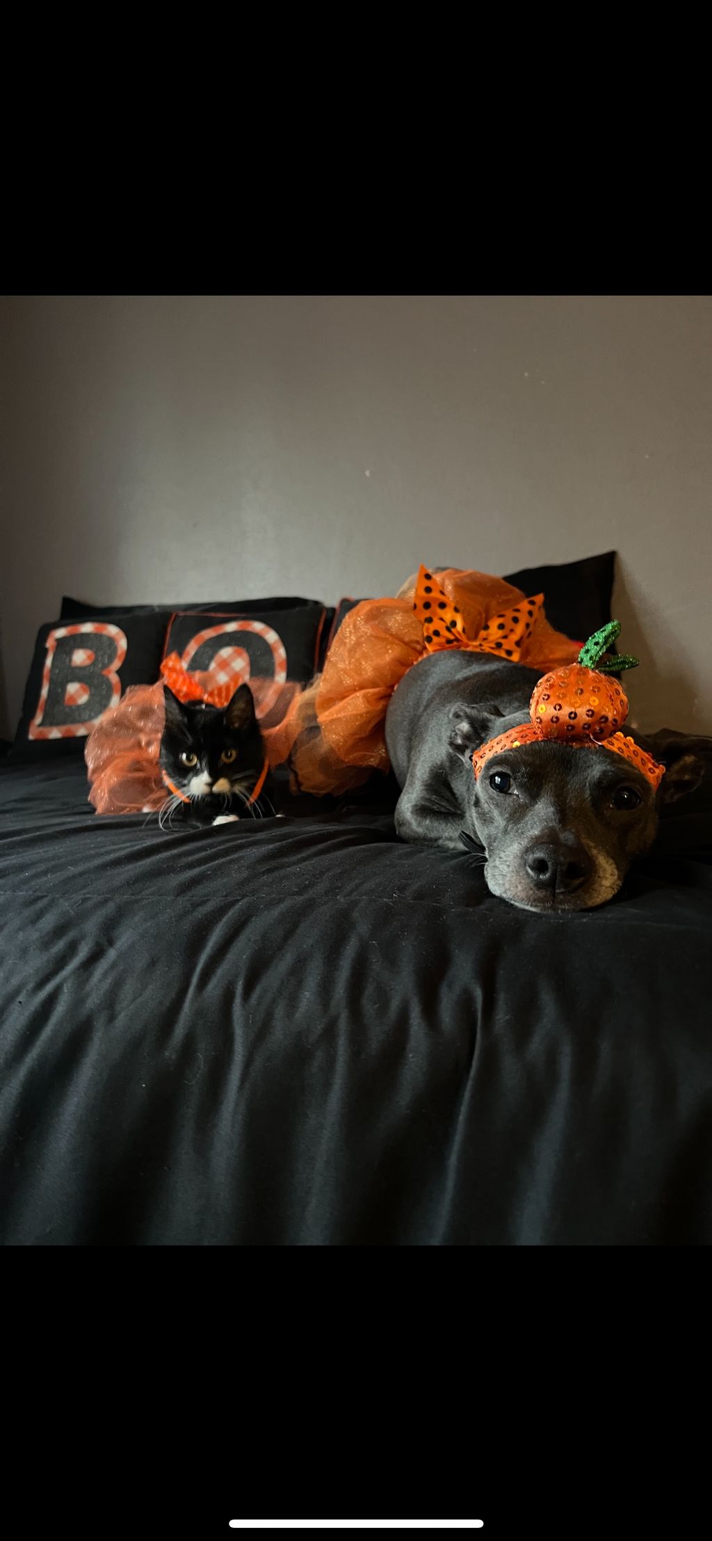 My personal babies kimmy the cat and deli the dog 