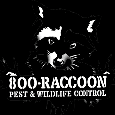 Avatar for 800 Raccoon Pest & Wild Life Removal