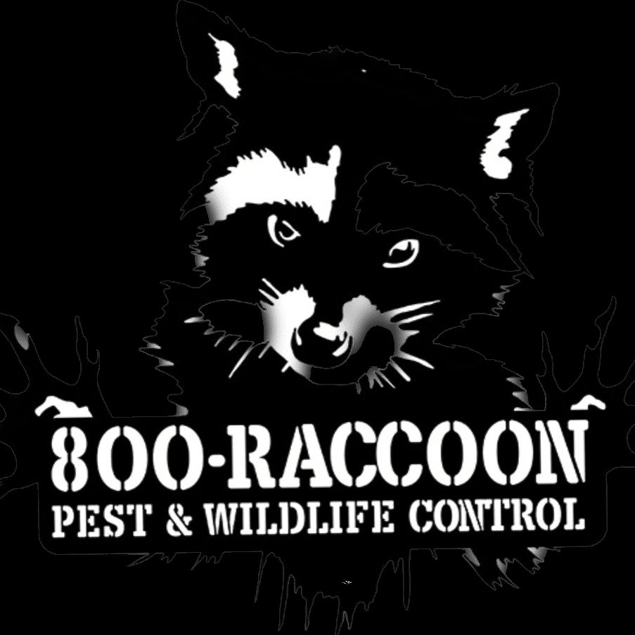 800 Raccoon Pest & Wild Life Removal