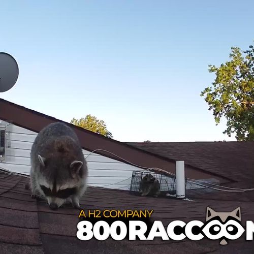 Raccoon checking out our camera while his friend i