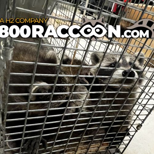 Raccoon Kits on the way to a rehabilitation center