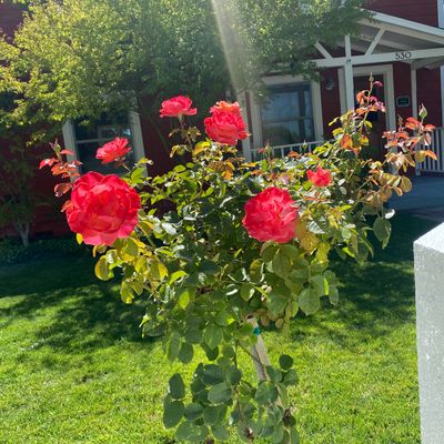 Avatar for Mora’s Legacy Gardening