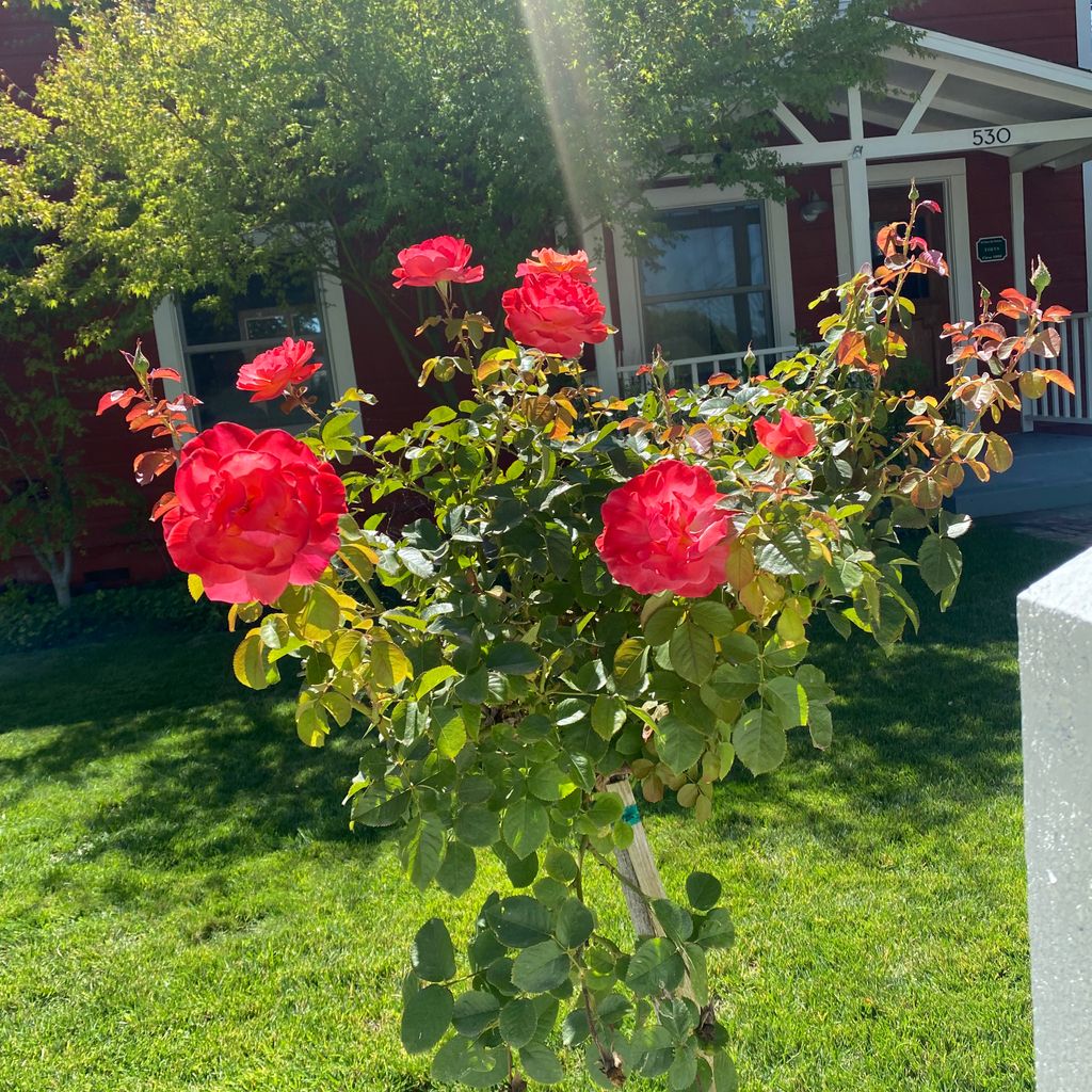 Mora’s Legacy Gardening