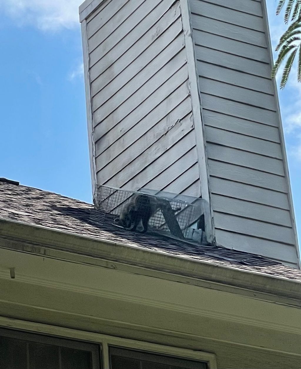 A couple of days ago, l had a raccoon in my attic 