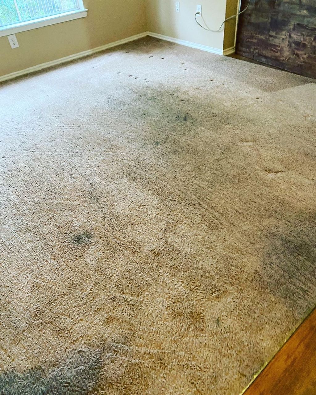 Carpet Cleaning