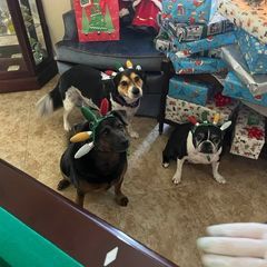 The Dog Nanny, Bobbie Hack