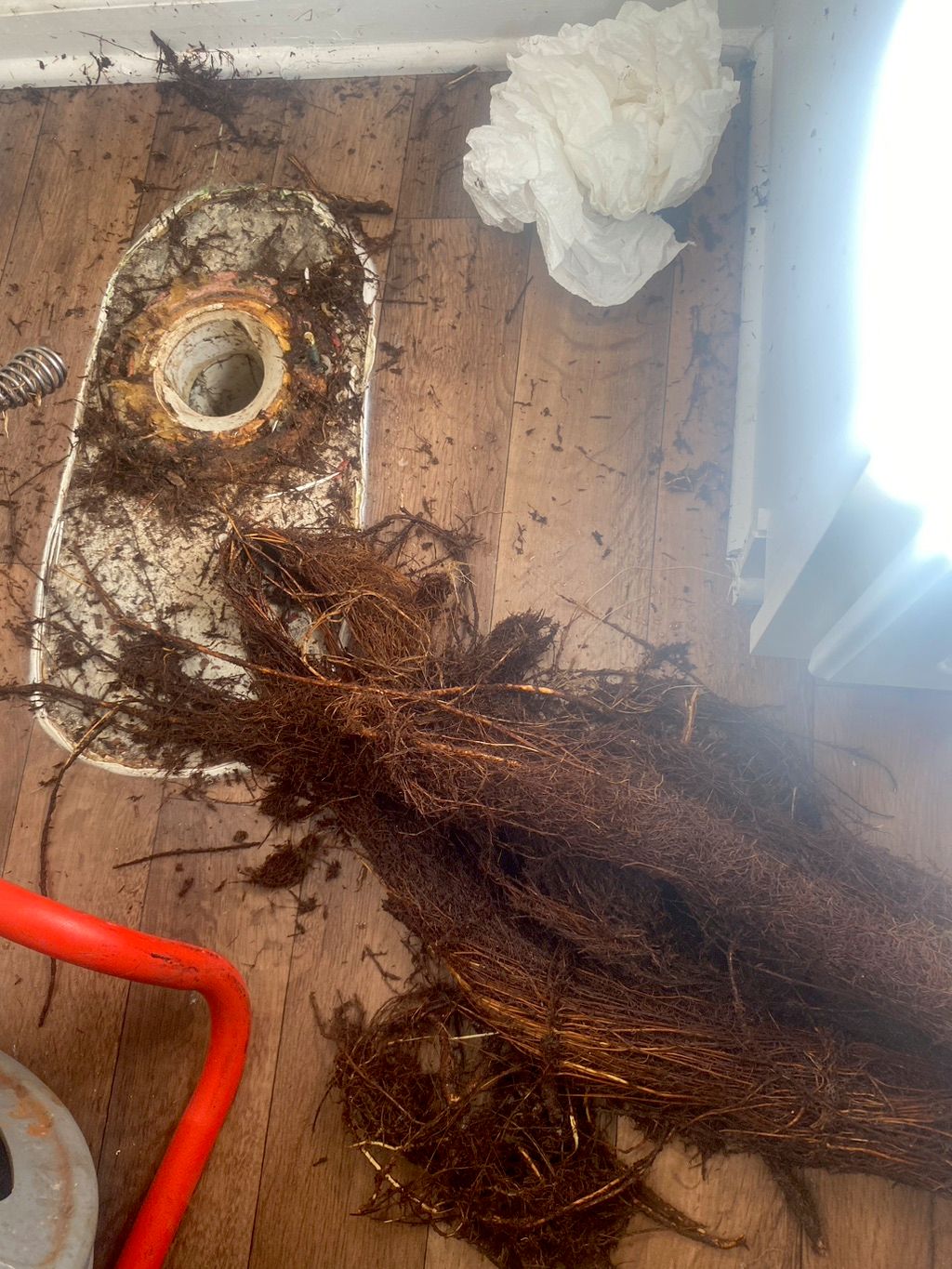 Pulled huge root out of bathroom drain 5 feet in l