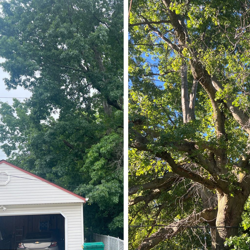 Against The Grain Tree Service