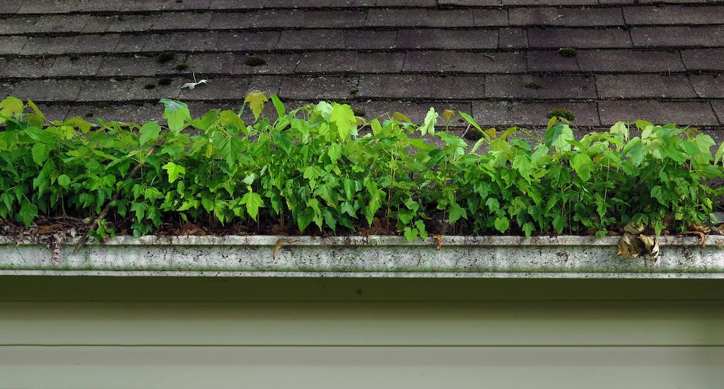 plants and vegetation in roof gutters