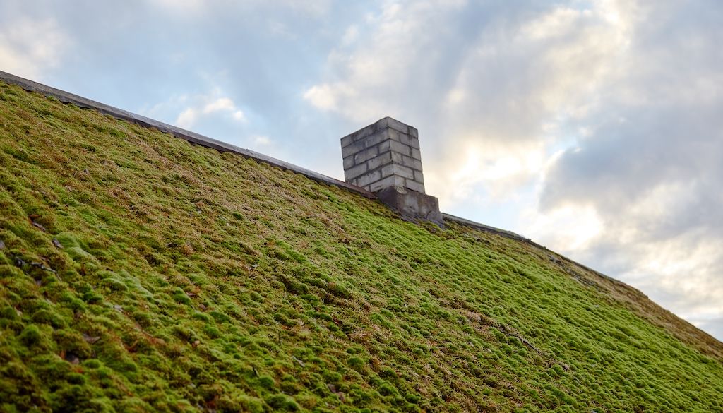 moss covered roof