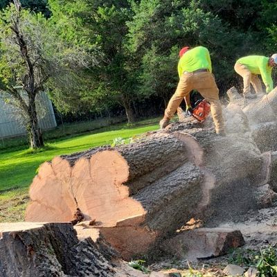 Avatar for Eliezer Tree Services