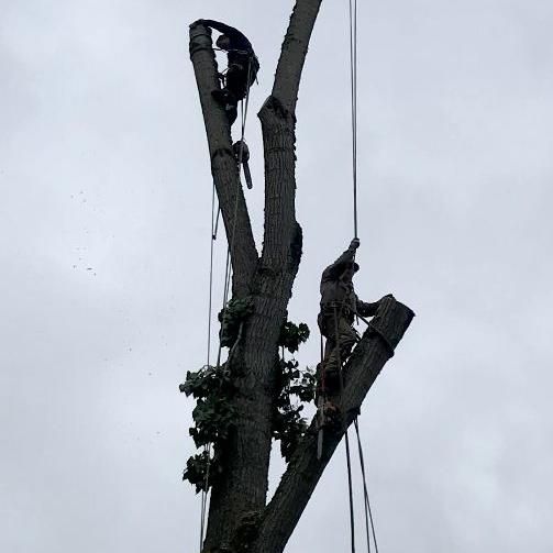 Bill's Tree Topping and Removal