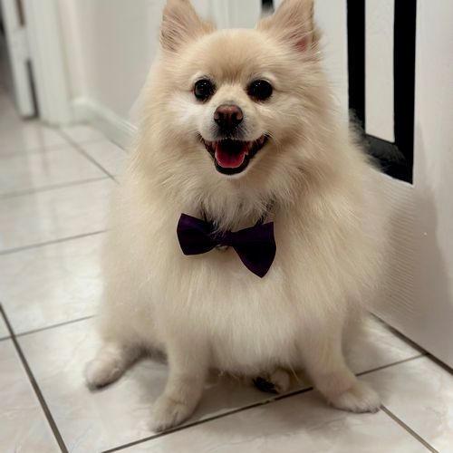 Nikky Pets Mobile Grooming Orlando, FL Thumbtack