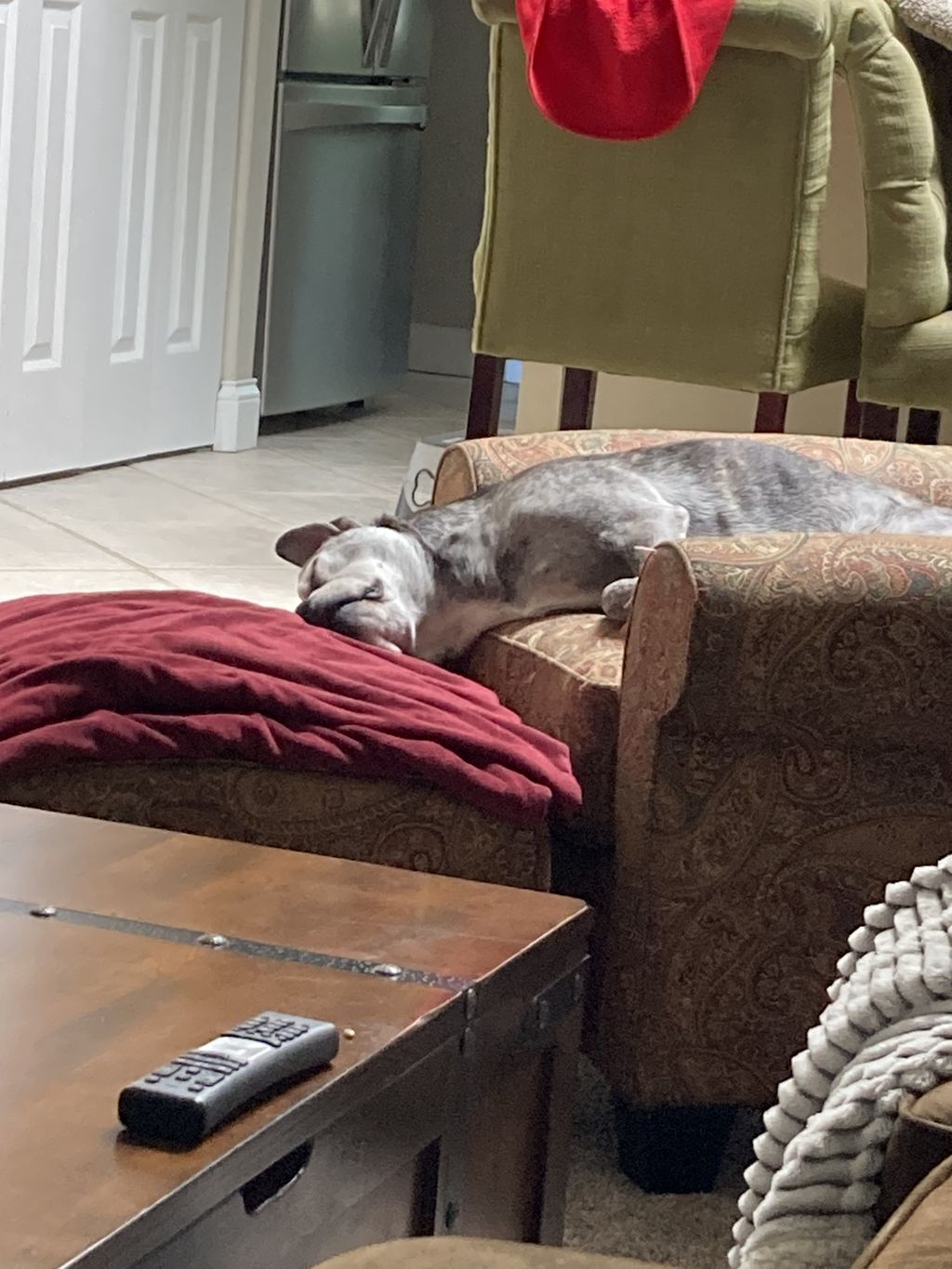 Ace Snoozing