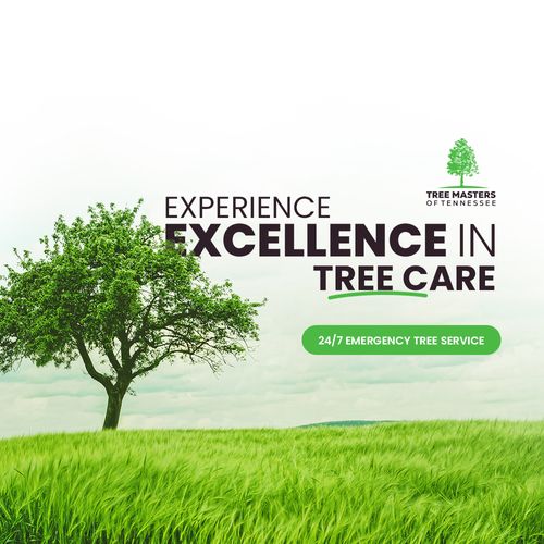 Experience Excellence in Tree Care