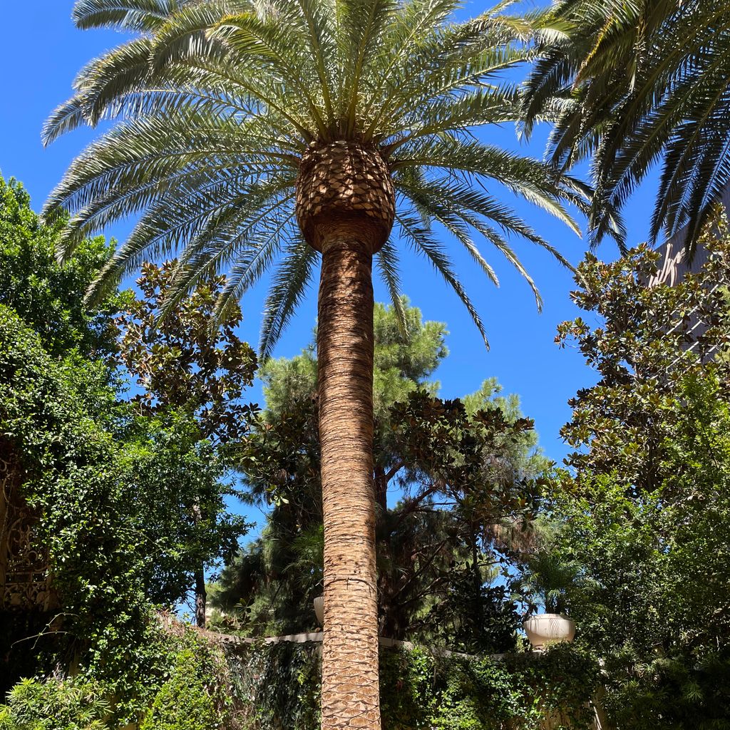 The Palm Tree Fellas