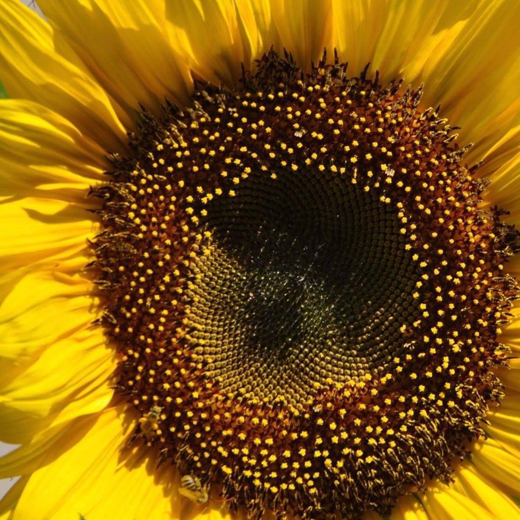 Sunflower Cleaning solution