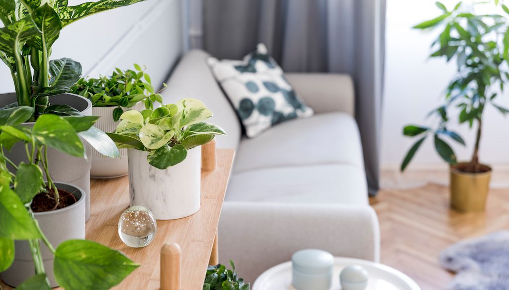 potted plants in living room