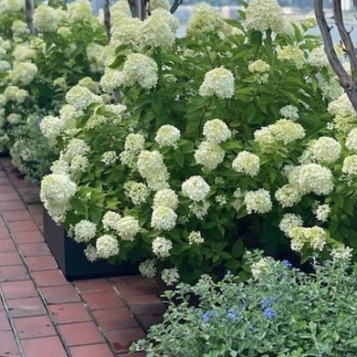 Gramercy Greenscapes