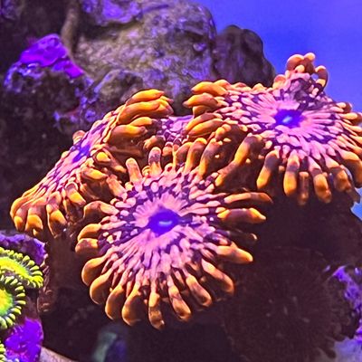 Avatar for Mitten State Aquarium Consultant