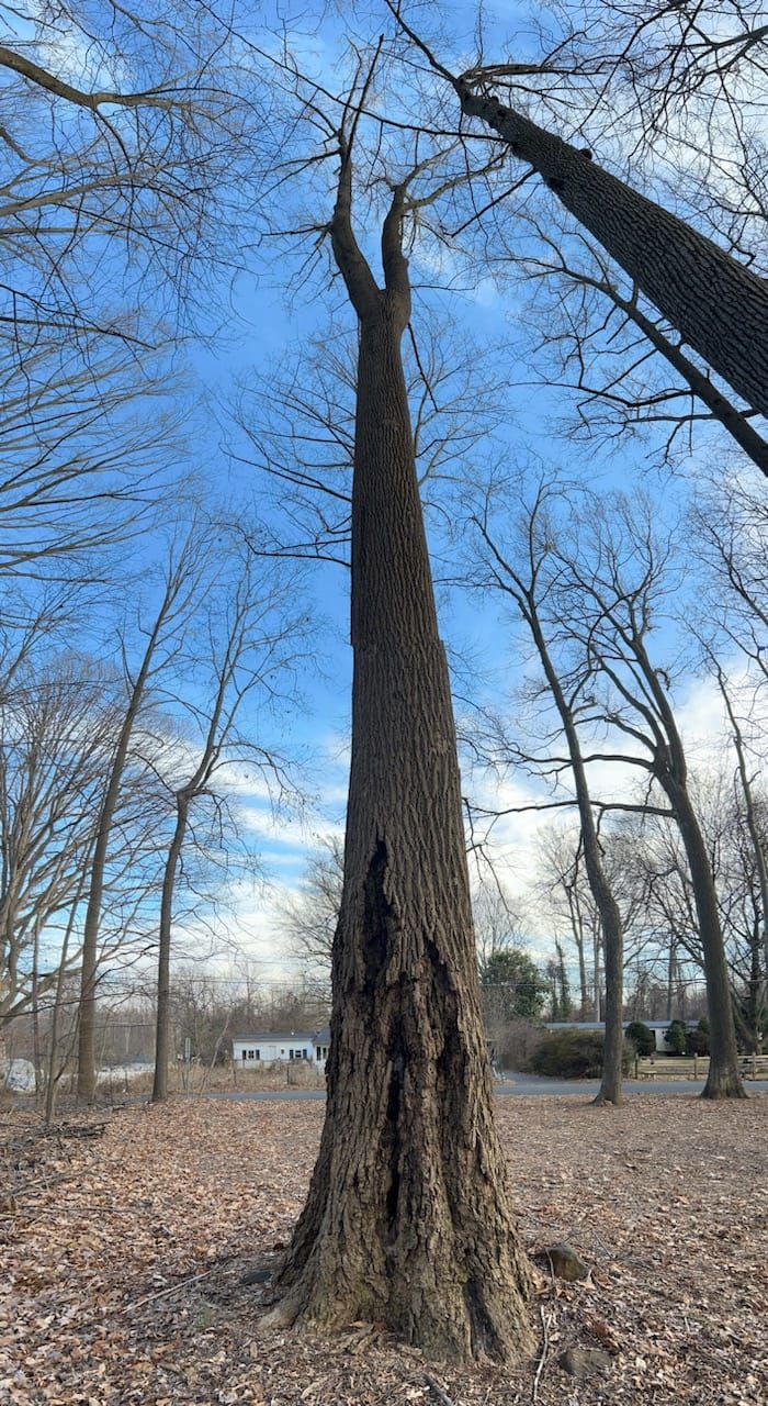 Tree Trimming and Removal