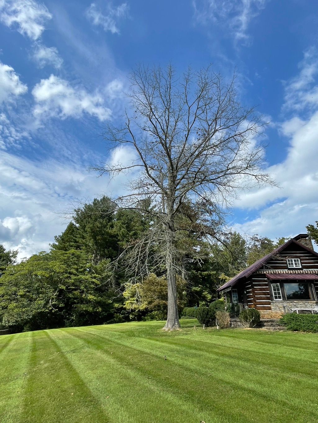 Large dead oak tree removal in close proximity to 