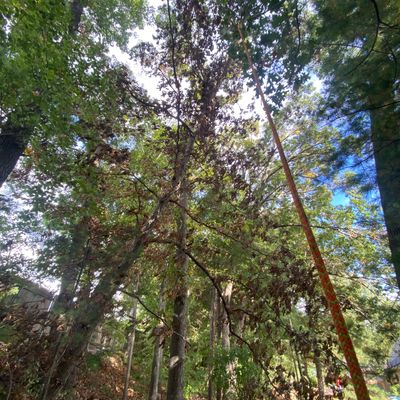 Avatar for MM Tree Removal Services& Landscaping