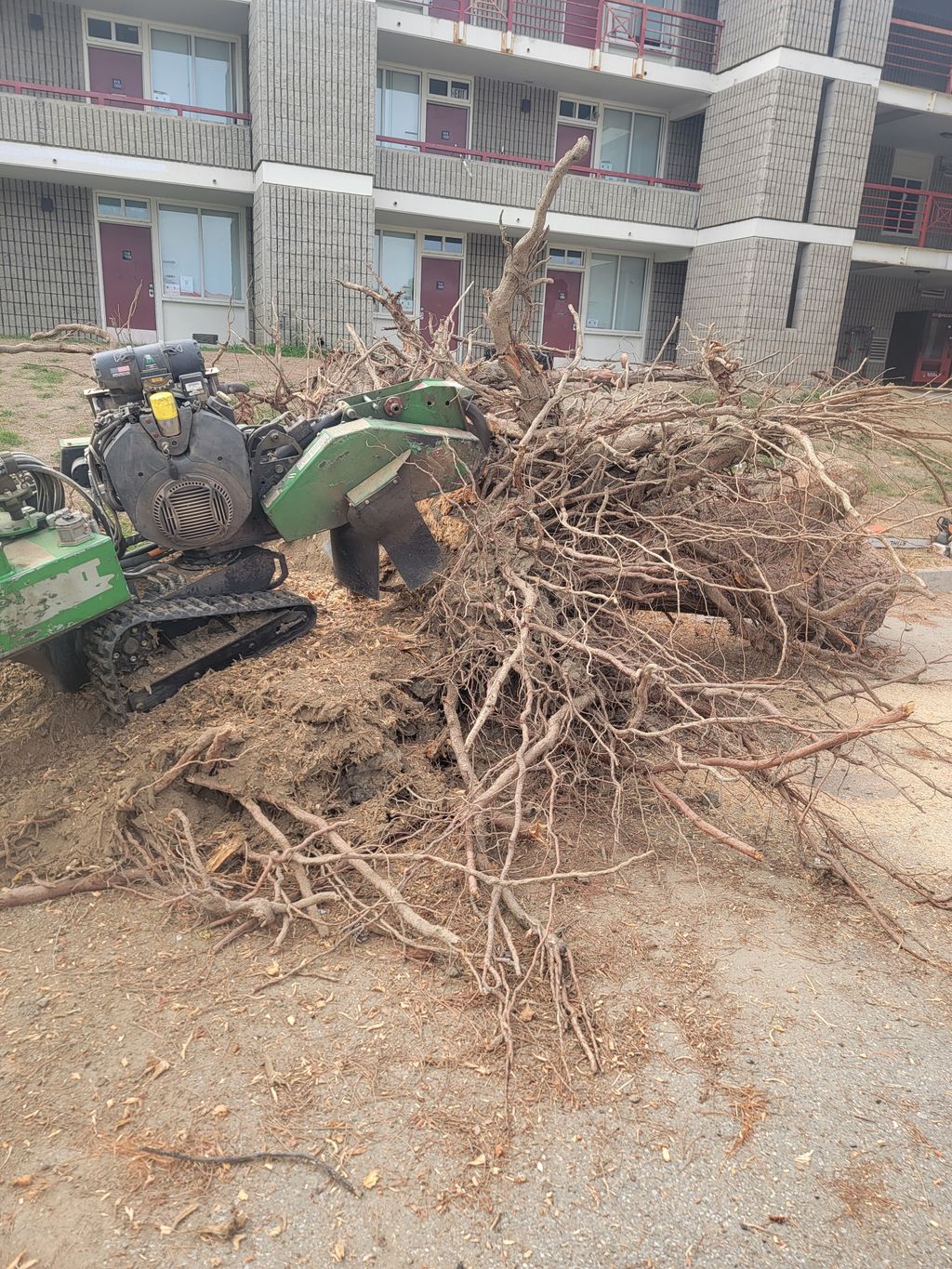 Shrub Trimming and Removal