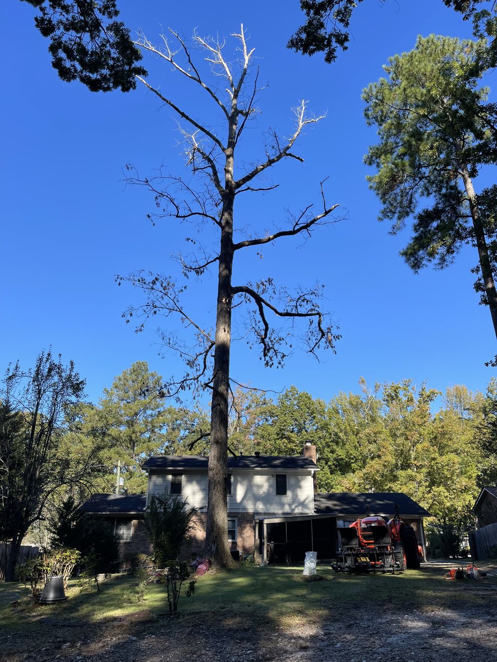 Tree Trimming and Removal