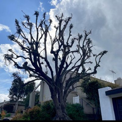 Avatar for Juarez tree trimming