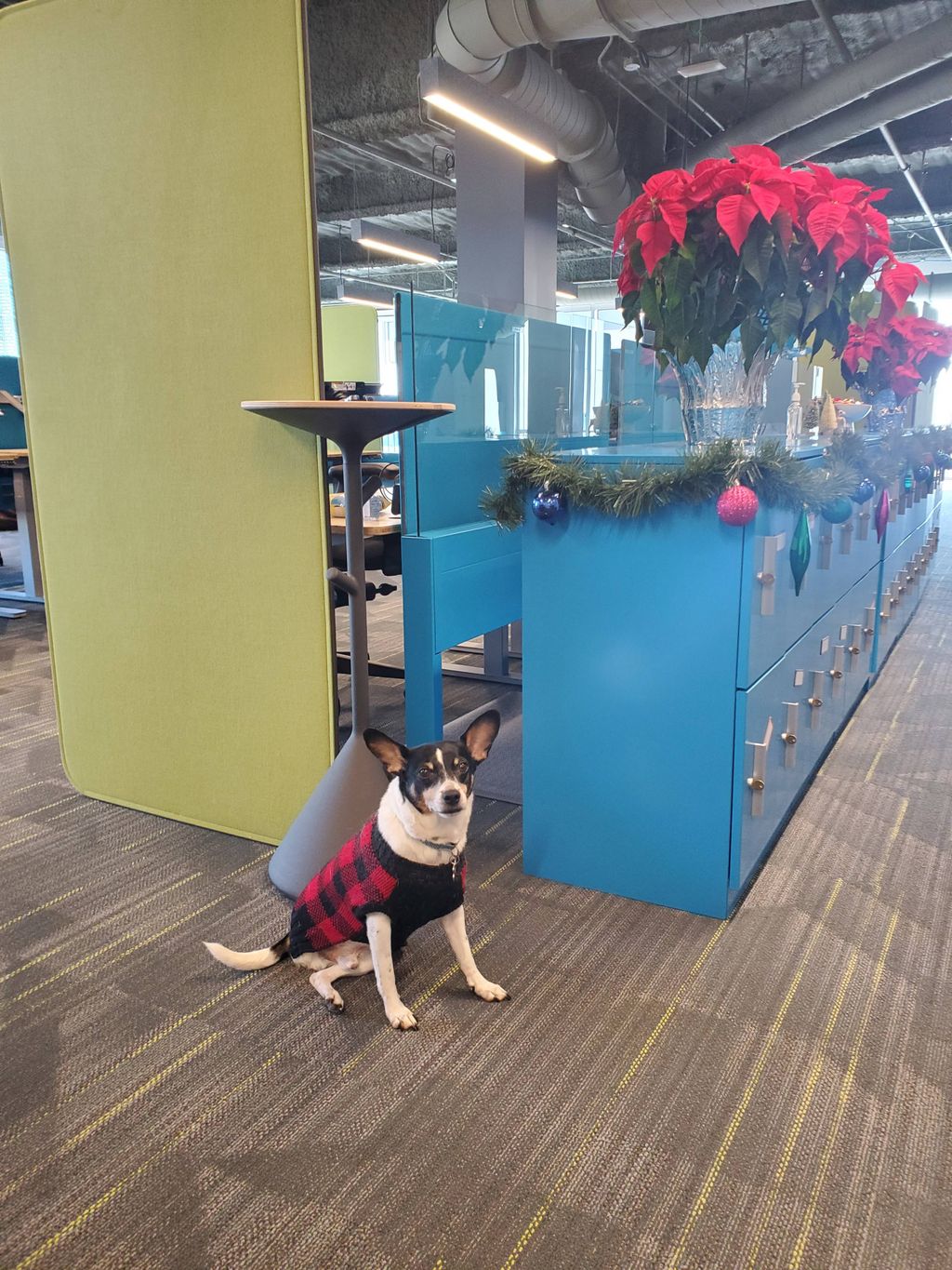 In charge of office moral! Holiday decor and dog v