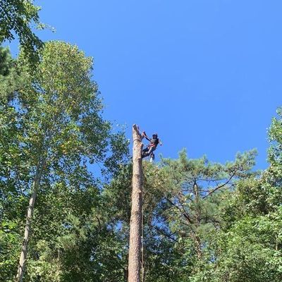 Avatar for Jorge Aníbal Tree Service