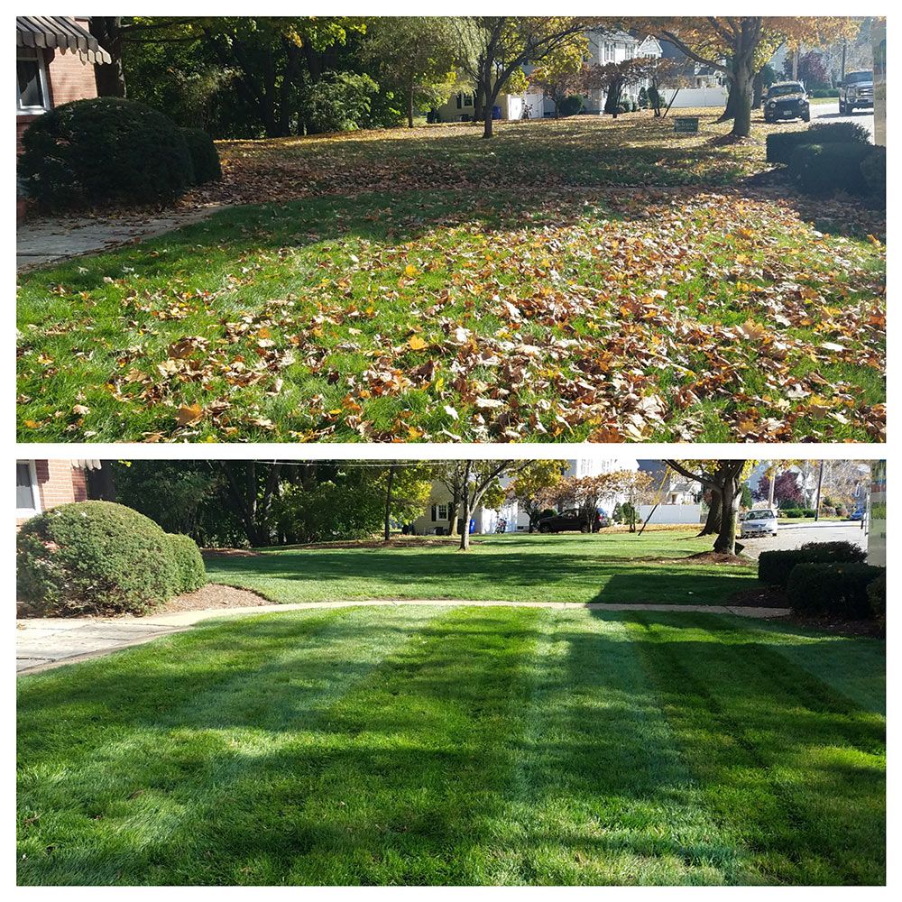 Fall Yard Clean Up