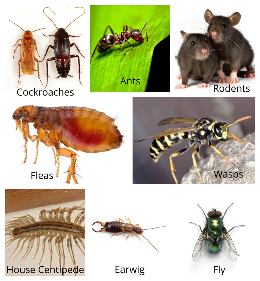 Our general pest service covers all of these pests