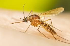 Outdoor Mosquito Control Services