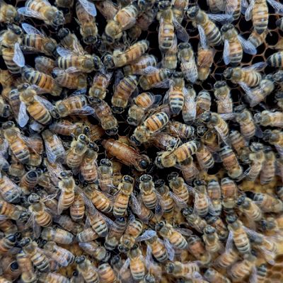 Avatar for Hobble Creek Honeybeez