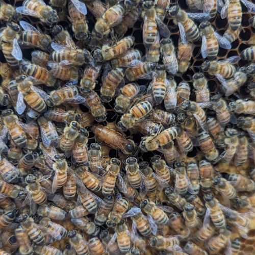 Hobble Creek Honeybees