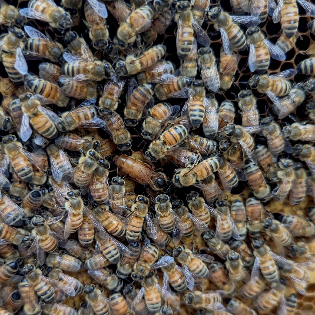 Hobble Creek Honeybeez