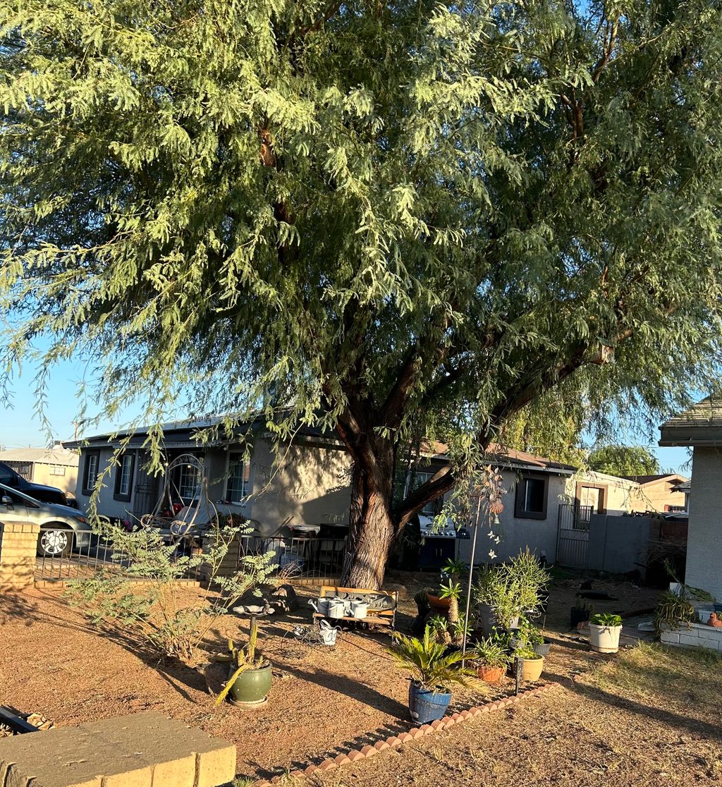 Tree Trimming and Removal